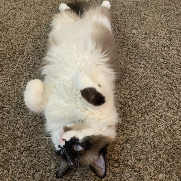 Pet-Friendly Home! - Picture 7 of 7